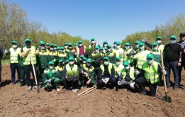 Елордалық мәслихат депутаттары елорданың жасыл белдеуіне көшет отырғызды