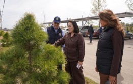 Депутаттар Жібек жолы кентіндегі сәндік өсімдіктер питомнигінің жұмысымен танысты
