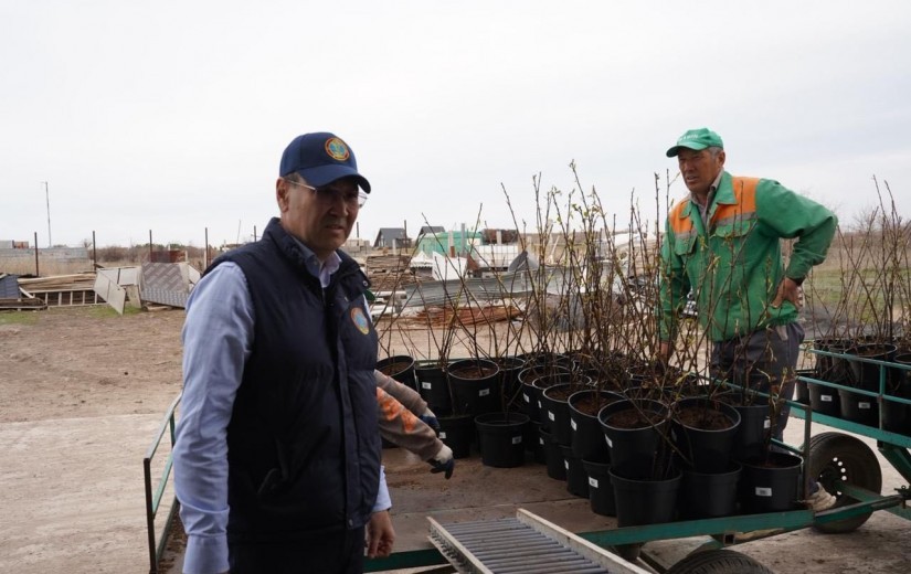 Депутаттар Жібек жолы кентіндегі сәндік өсімдіктер питомнигінің жұмысымен танысты