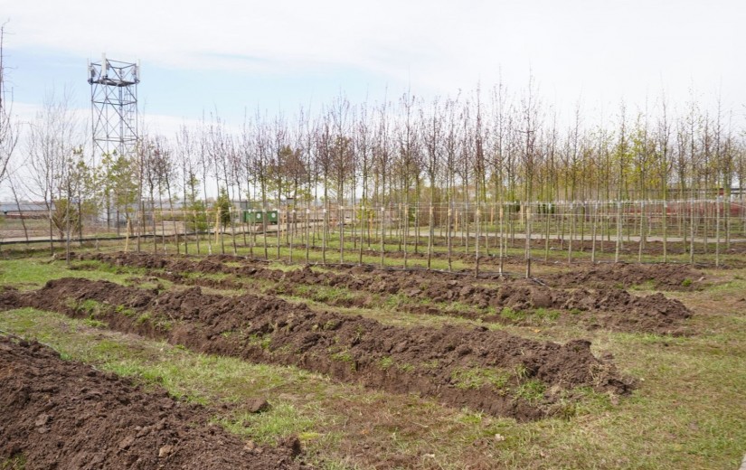Депутаттар Жібек жолы кентіндегі сәндік өсімдіктер питомнигінің жұмысымен танысты