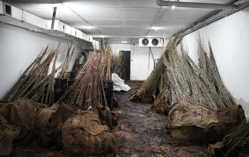 Депутаттар Жібек жолы кентіндегі сәндік өсімдіктер питомнигінің жұмысымен танысты