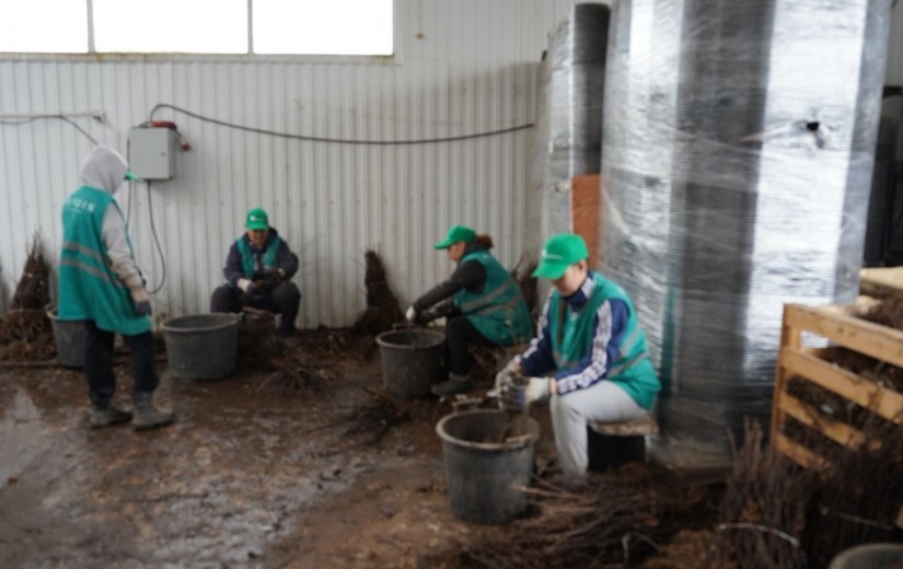 Депутаттар Жібек жолы кентіндегі сәндік өсімдіктер питомнигінің жұмысымен танысты